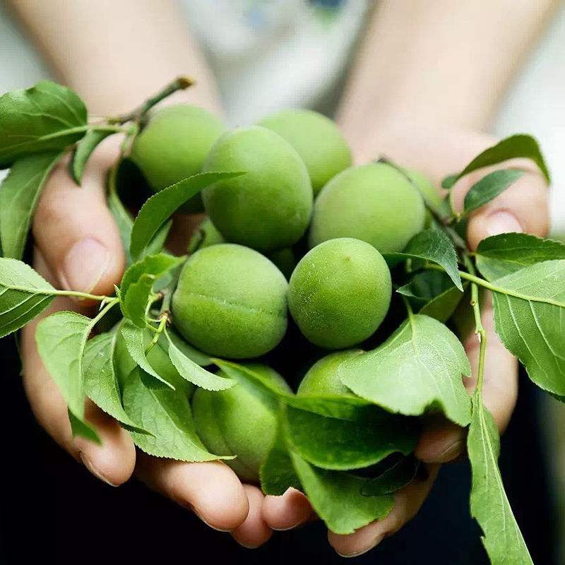 青梅客户端青梅小说官网