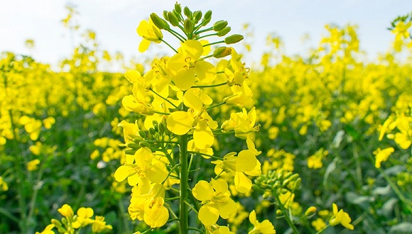 油菜转苹果版油菜转基因检测-第2张图片-太平洋在线下载