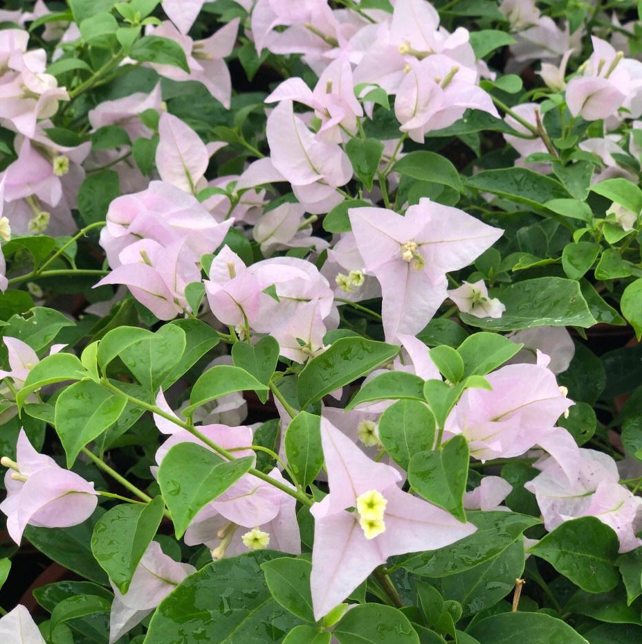 苹果花建议版苹果软件无法安装
