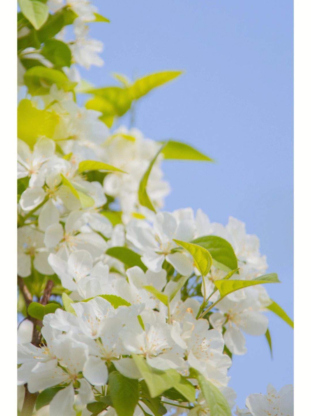苹果花建议版苹果软件无法安装-第2张图片-太平洋在线下载