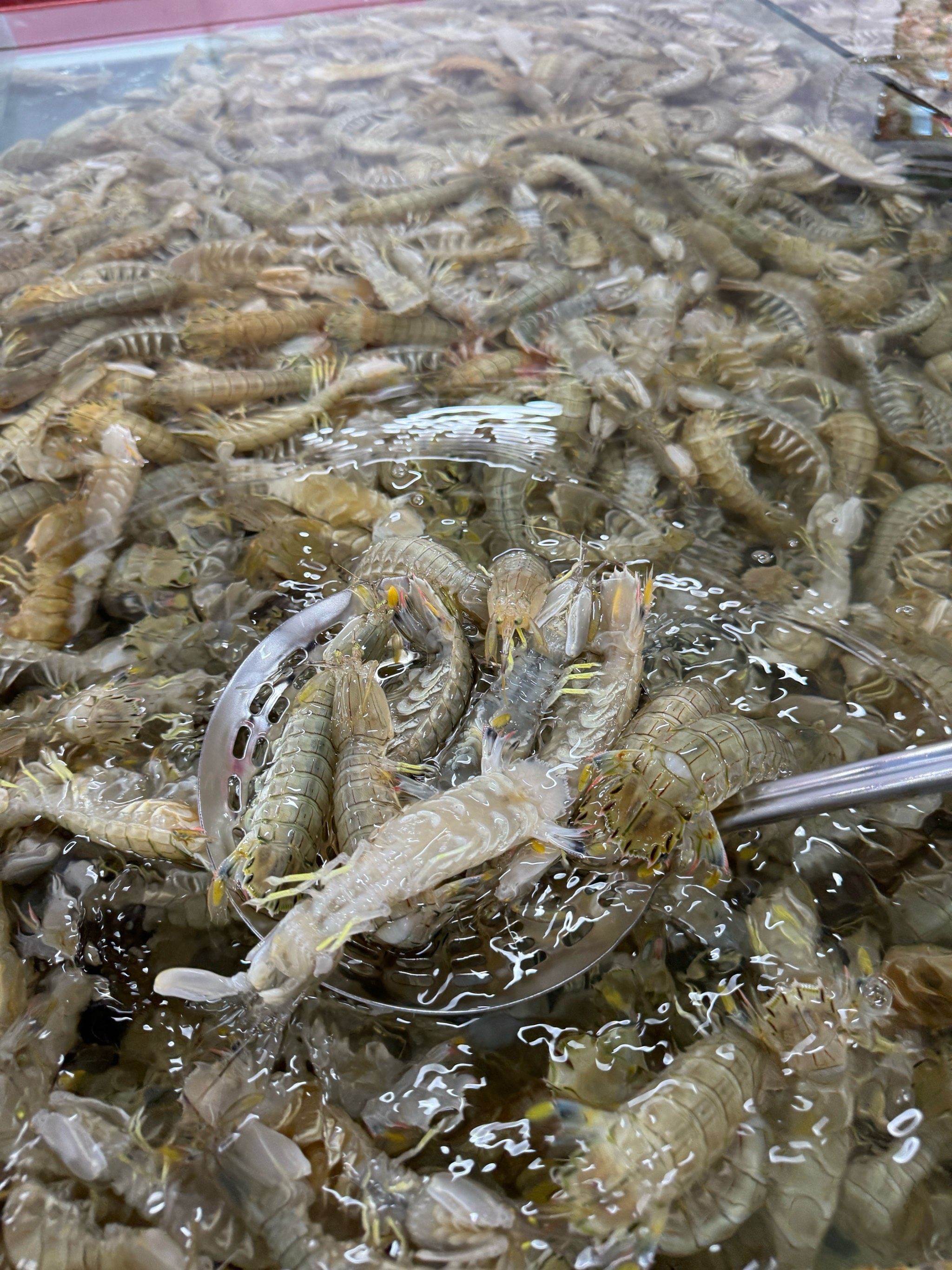 小苹果翻唱海鲜版筷子兄弟小苹果风靡一时-第2张图片-太平洋在线下载