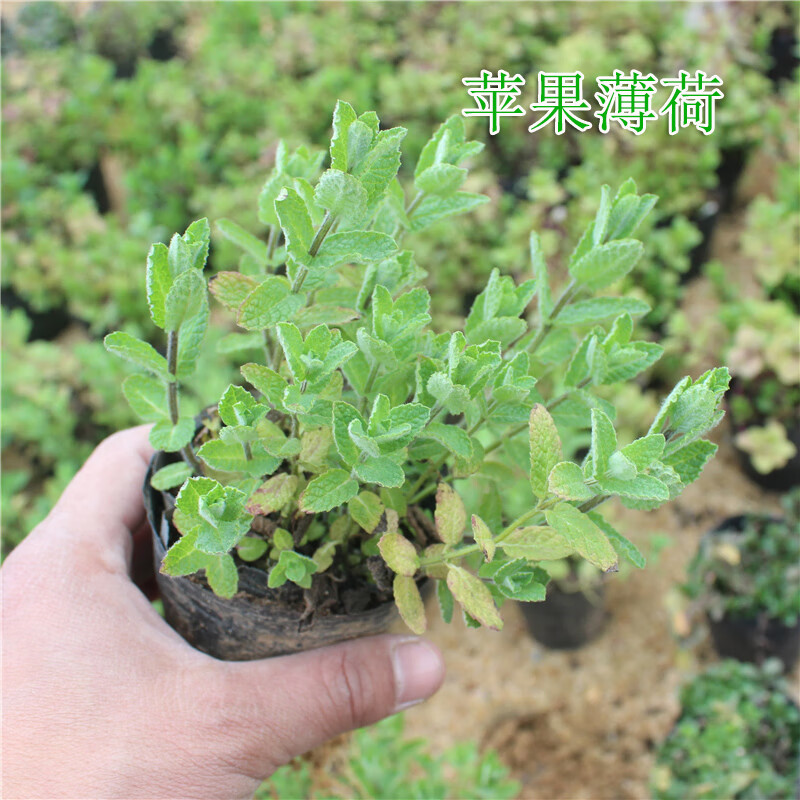 花姬苹果版下载苹果官网怎么下载itunes-第1张图片-太平洋在线下载