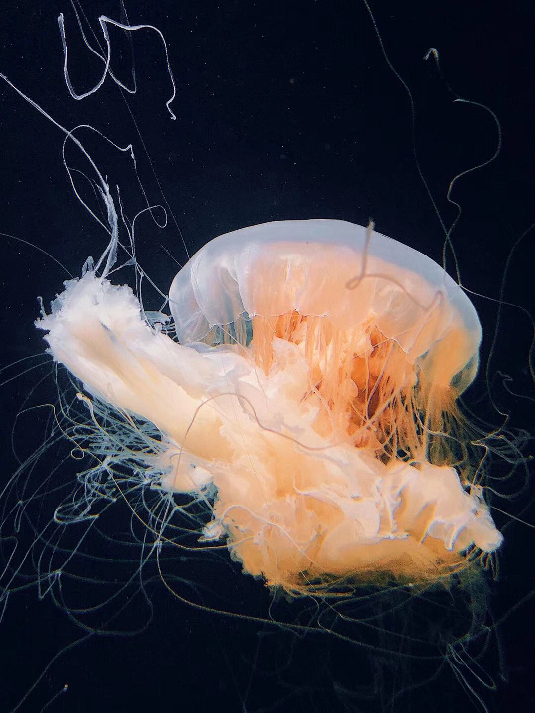 了不起的浮游生物苹果版304不锈钢浮游生物沉降器-第2张图片-太平洋在线下载
